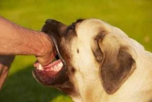 Avoid a Dog Bite These Tips Can Help