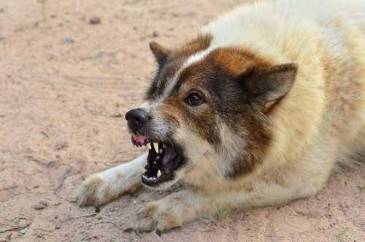 Remember These Signs That a Dog Might Turn Aggressive