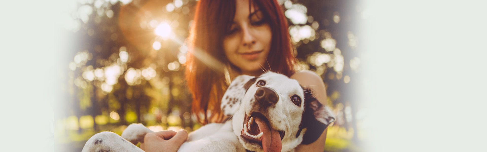 Texas Dog Bite Attorneys