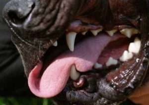 What Research Shows to be the 3 Most Aggressive Dogs May Surprise You