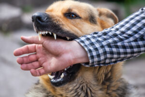 How to prepare for a Texas dog bite case trial cases