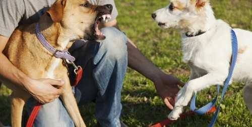 How to prepare for a Texas dog bite case trial cases