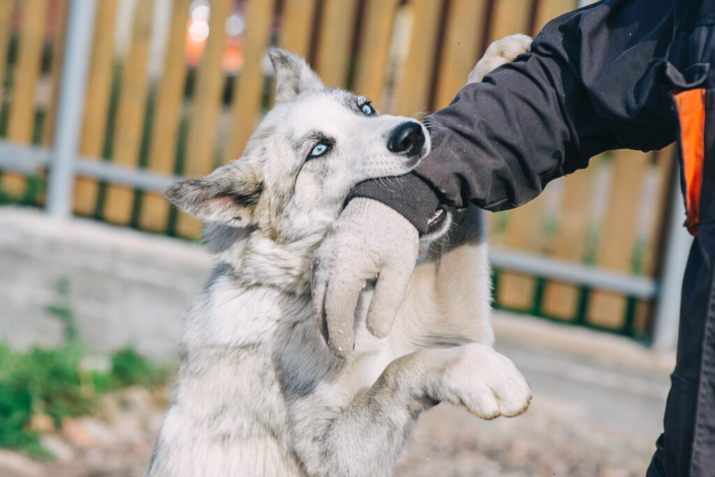 How to find the right attorney for your Texas dog bite case