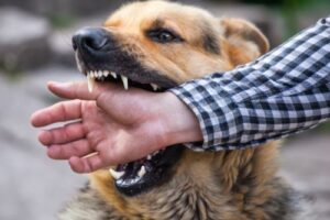 Child Victims of Dog Bites: Special Considerations in Texas Cases